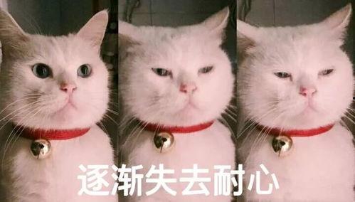 娱乐吃瓜君猫猫生气歌,娱乐吃瓜君带你领略萌宠音乐魅力